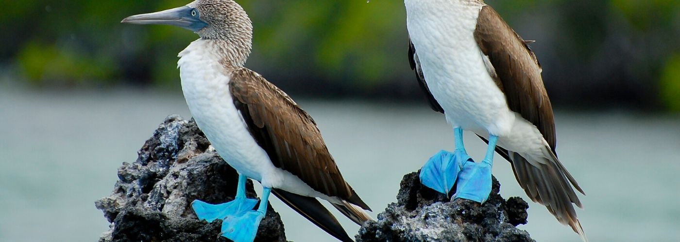 Blue-Footed Boobies on black Galapagos rock	